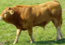 Corrèze : une femme de 19 ans décède après avoir été chargée par un taureau dans une ferme