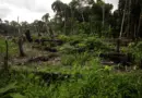 En Colombie, les routes clandestines des Farc sont devenues celles de la déforestation