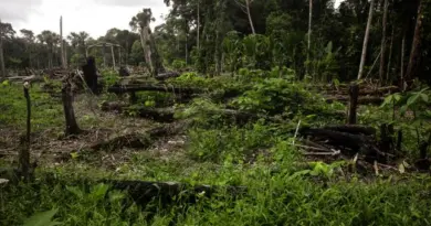 En Colombie, les routes clandestines des Farc sont devenues celles de la déforestation
