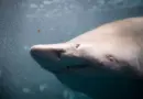 « État d’alerte maximale »: une femme de 20 ans mordue par un requin au large de New York