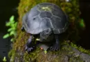 La cistude d’Europe : une tortue discrète et fascinante
