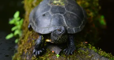 La cistude d’Europe : une tortue discrète et fascinante