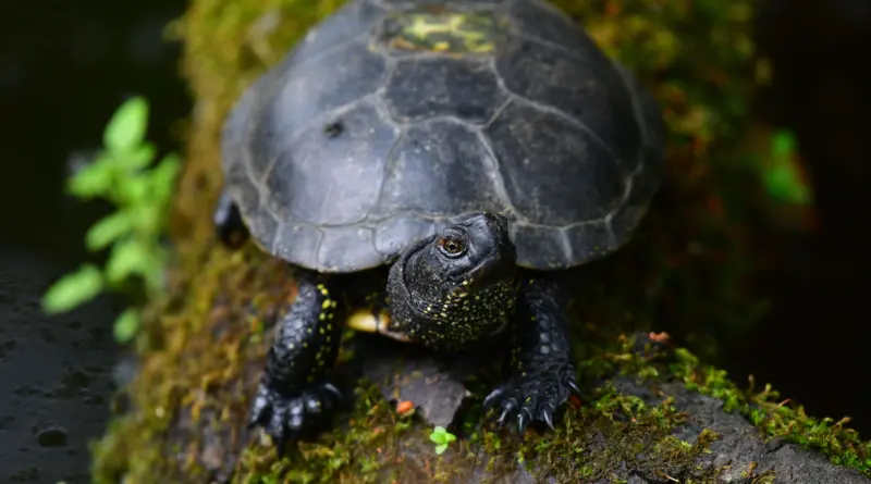 La cistude d’Europe : une tortue discrète et fascinante