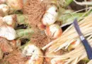 Le 5 juillet : Foire à l’oignon doux à Lézignan-la-Cèbe