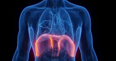 Le diaphragme : un acteur clé de notre respiration