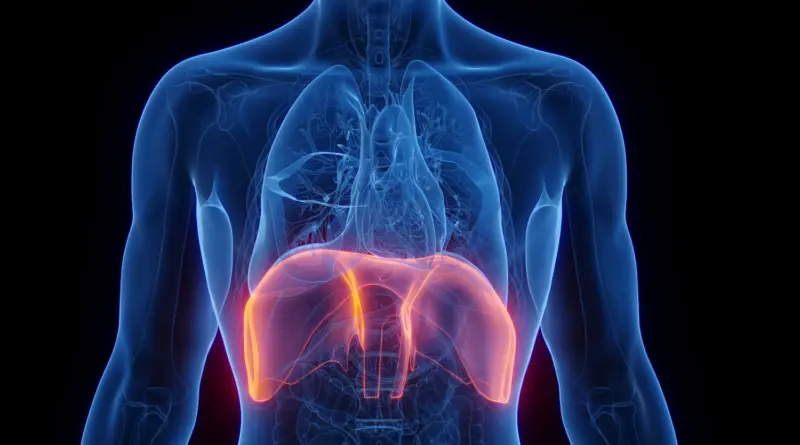 Le diaphragme : un acteur clé de notre respiration