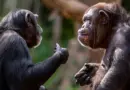 Les chimpanzés partagent notre goût pour les ragots