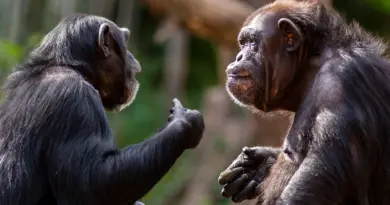 Les chimpanzés partagent notre goût pour les ragots