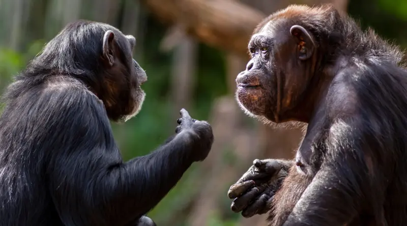 Les chimpanzés partagent notre goût pour les ragots
