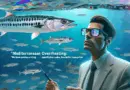Méditerranée en surchauffe: « On a des espèces qui arrivent (…) notamment le Barracuda » explique Renaud Dupuy, scientifique – BFMTV