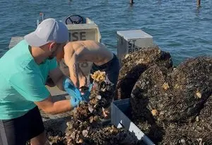 Mortalité des moules, risque de malaïgue : l’épisode de canicule fait craindre le pire sur le bassin de Thau
