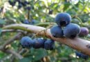 Myrtilles sauvages, de culture, brimbelles ou bleuets : comment faire la différence