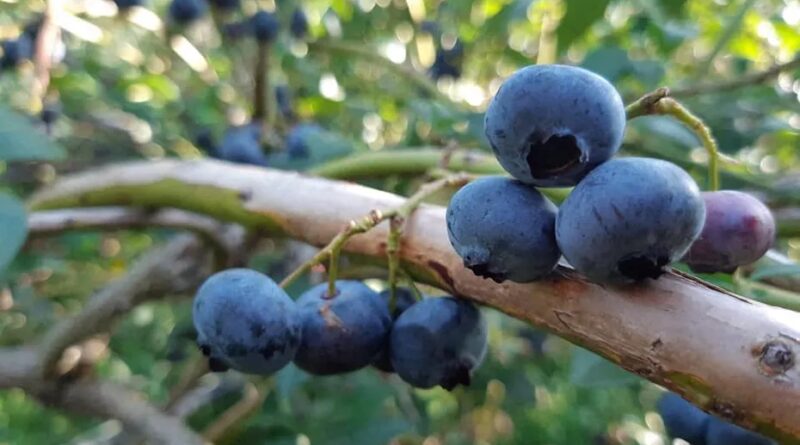 Myrtilles sauvages, de culture, brimbelles ou bleuets : comment faire la différence