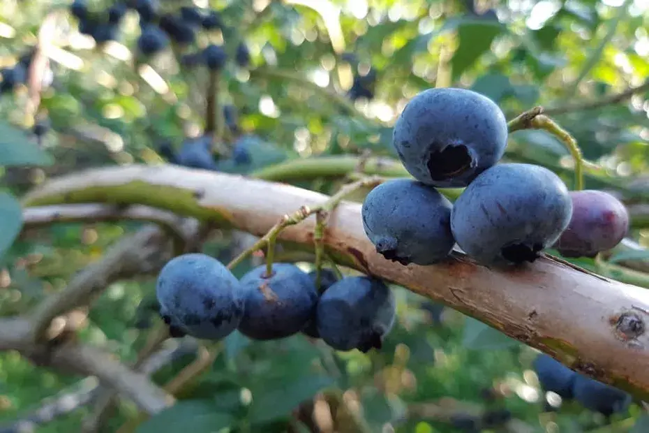 Myrtilles sauvages, de culture, brimbelles ou bleuets : comment faire la différence