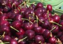 Vol de cerises dans la Loire : quatre individus appréhendés mi-juin dans la Loire