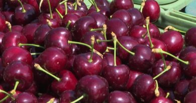Vol de cerises dans la Loire : quatre individus appréhendés mi-juin dans la Loire
