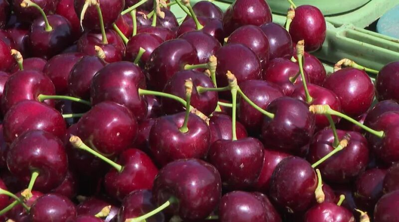 Vol de cerises dans la Loire : quatre individus appréhendés mi-juin dans la Loire