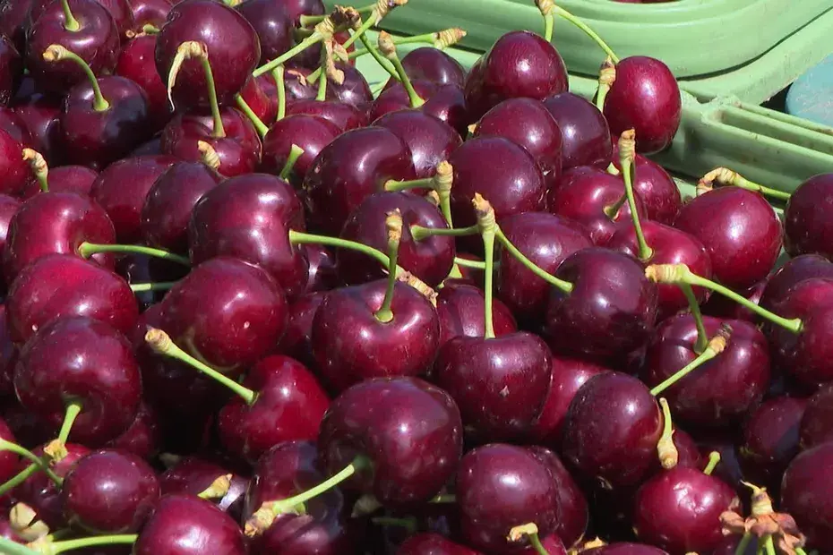 Vol de cerises dans la Loire : quatre individus appréhendés mi-juin dans la Loire