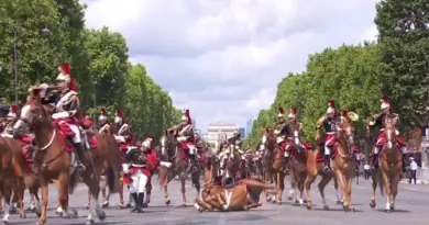 14-Juillet : la terrible chute d’un cheval lors du défilé de la Garde républicaine (vidéo)
