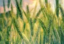 Le budget de la politique agricole commune sera-t-il conservé ? Débats tendus en vue à Bruxelles