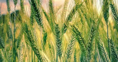 Le budget de la politique agricole commune sera-t-il conservé ? Débats tendus en vue à Bruxelles