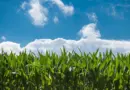 À la cuma Chatrilys, on mutualise le tri des haricots secs – Terres et Territoires