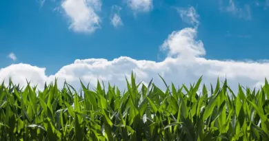 À la cuma Chatrilys, on mutualise le tri des haricots secs – Terres et Territoires