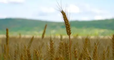 À quand une pétition qui réclame davantage de pesticides ?