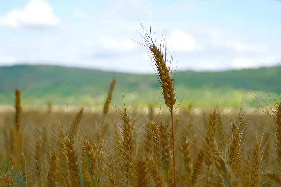 À quand une pétition qui réclame davantage de pesticides ?