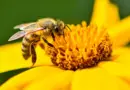 “Abeilles cyborgs” ou “drones moustiques”, les étonnantes armes envisagées par la Chine