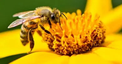 “Abeilles cyborgs” ou “drones moustiques”, les étonnantes armes envisagées par la Chine