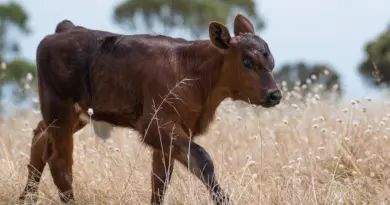 Accroître la production agricole en réduisant ses émissions, c’est possible