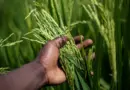 Agriculture. « Les algorithmes face aux lois de la nature » – Ouest-France