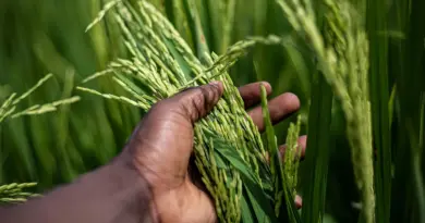 Agriculture. « Les algorithmes face aux lois de la nature » – Ouest-France