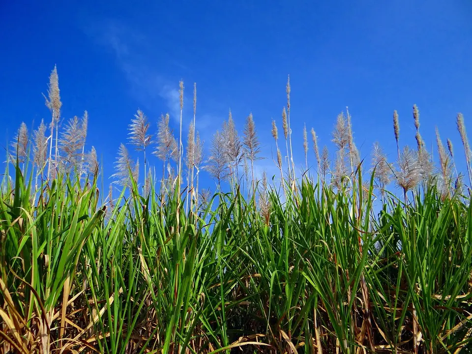 Agriculture en Lot-et-Garonne. La santé des pruniers passe aussi par les plantes