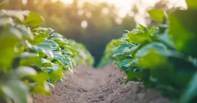 Agriculture, nouvelles taxes, hausse globale… Ce que contient le nouveau budget européen post-2027 – Ouest-France