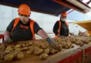 Agriculture : pourquoi la surface dédiée aux pommes de terre augmente autant en France ?