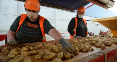 Agriculture : pourquoi la surface dédiée aux pommes de terre augmente autant en France ?