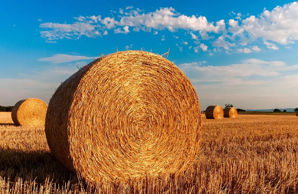Agriculture : quand la régulation foncière fait cohabiter des modèles différents