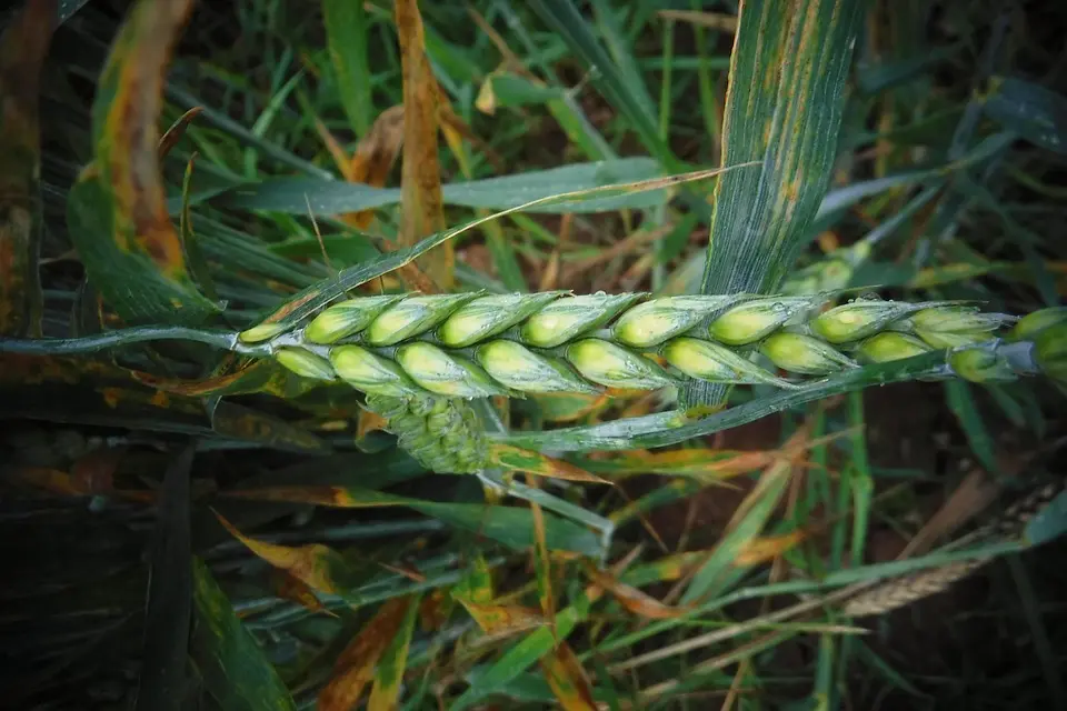 Agriculture solidaire: 100 M€ de la BAD pour appuyer l’emploi des jeunes et des femmes