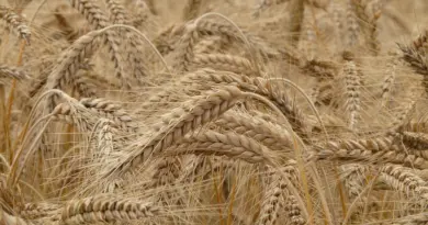 Agrimag, la lettre d’information – deux-sevres.gouv.fr