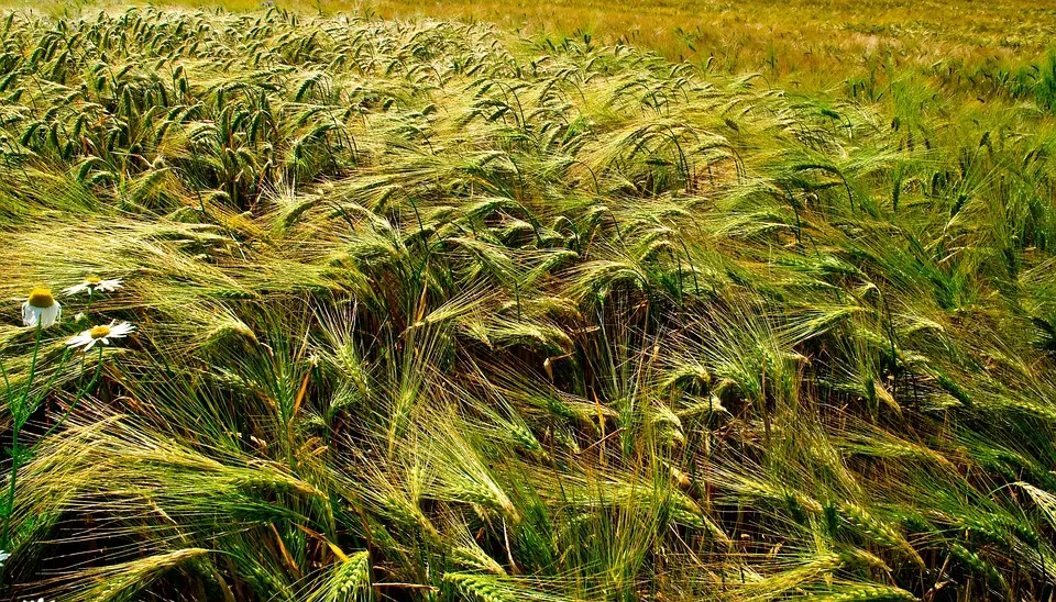 « Alliance et Résilience » : la Petite Foire Paysanne à Tournay s’engage pour un avenir agricole durable (vidéo)