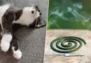 Attention à ces produits anti-moustiques, ils peuvent intoxiquer vos animaux domestiques