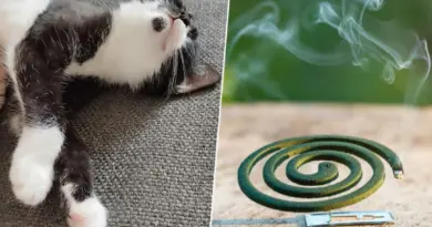 Attention à ces produits anti-moustiques, ils peuvent intoxiquer vos animaux domestiques