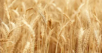 Banque d’État : le programme de prêts pour l’agriculture, la sylviculture et la pêche atteint 94 % de l’objectif