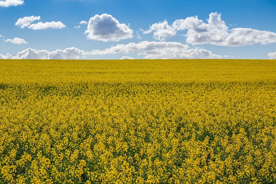 Bien-être animal : Le sol des maternités joue-t-il un rôle sur les lésions podales des porcelets?