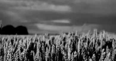 Budget de la PAC : la ministre de l’agriculture française déplore la proposition de la Commission européenne