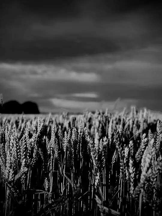 Budget de la PAC : la ministre de l’agriculture française déplore la proposition de la Commission européenne