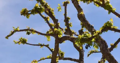CC La Plaine de Montmajour à Arles : informations utiles