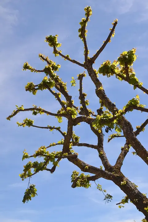 CC La Plaine de Montmajour à Arles : informations utiles